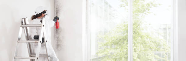 Best Black Mold Removal  in Moreland Hills, OH
