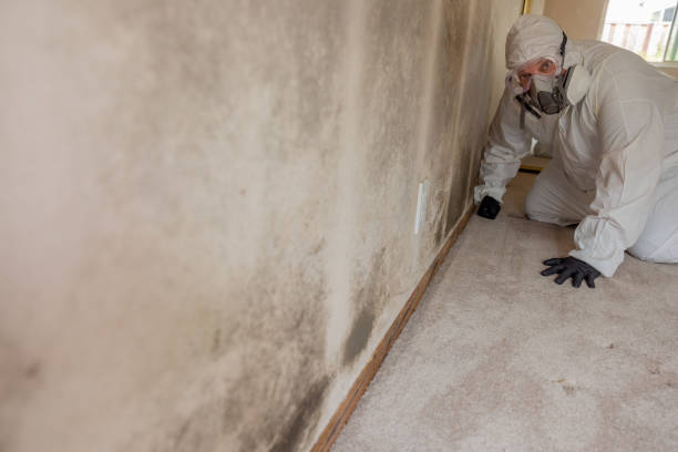 Best Environmental Consulting for Mold Prevention  in Moreland Hills, OH